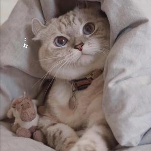 成人免费淫片95视频观看网站
