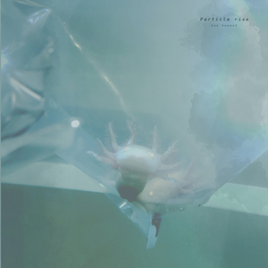 一本大道香蕉高清视频视频
