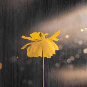 丰满少妇人妻无码
